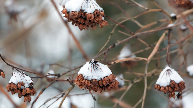 Snow on the old blooms of Physocarpus opulifolius, common ninebark