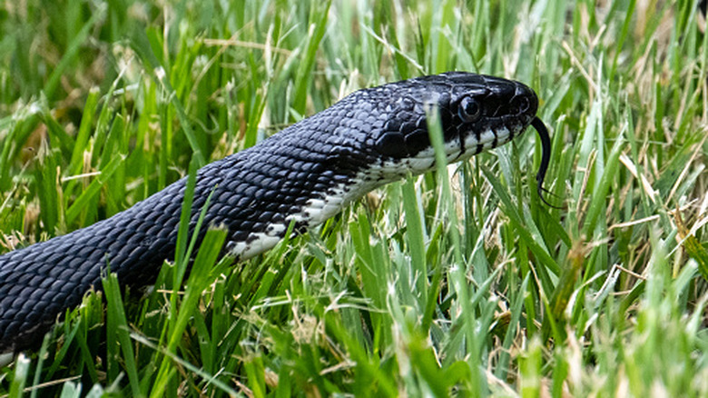 Snake slithering through grass with tongue out