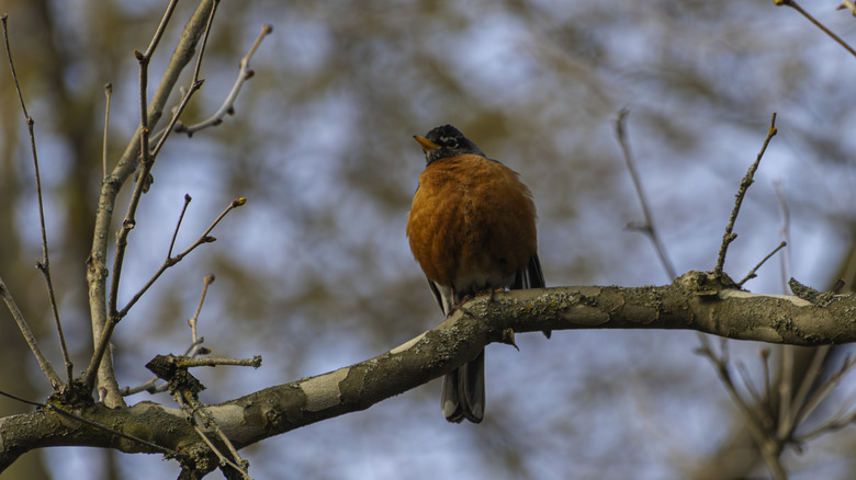 American robin on a tree branch