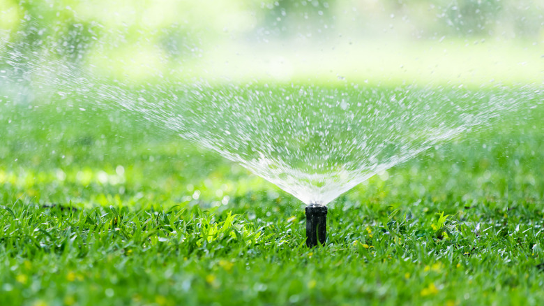 A sprinkler head spraying a lawn.