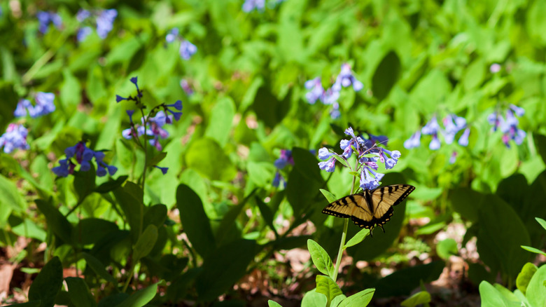 Small clumps of Virginia bluebells in a yard, attracting butterflies.