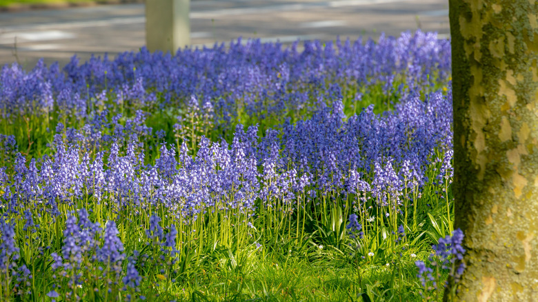 A spray of Spanish bluebell between trees and by a street.