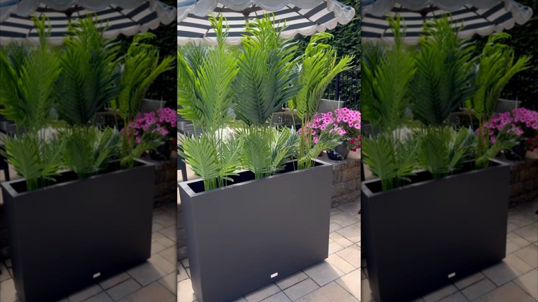 DIY planter palm tree privacy screen in a backyard.