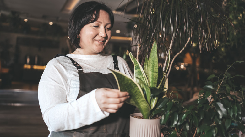 A woman holding a potted snake plant