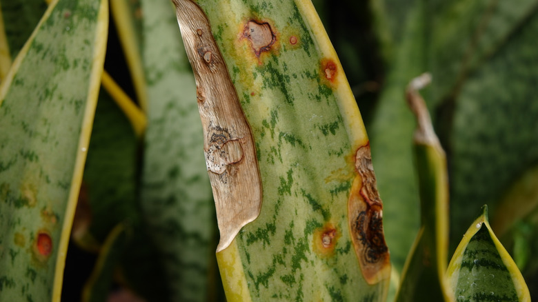 Brown spots on snake plant leaves up close