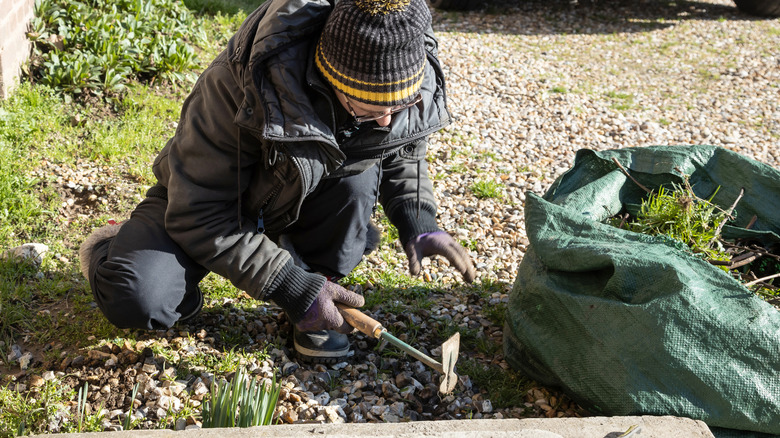 Person digging weeds out of a gravel driveway