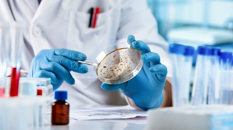 Lab technician examining mold cultures