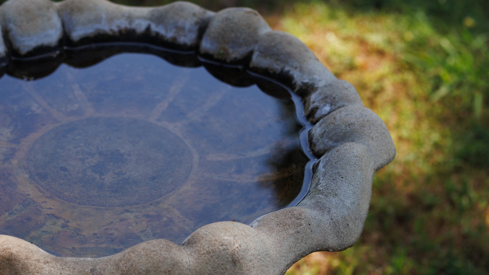 How Do You Clean a Concrete Bird Bath: Expert Tips