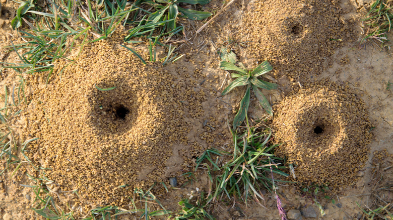 Small cluster of ant hills