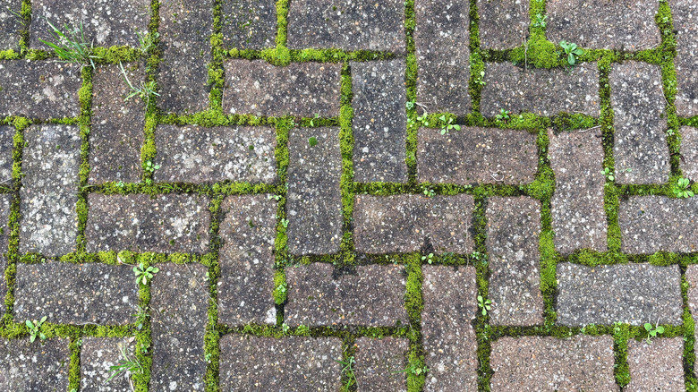 Weeds growing between interlocking patio pavers