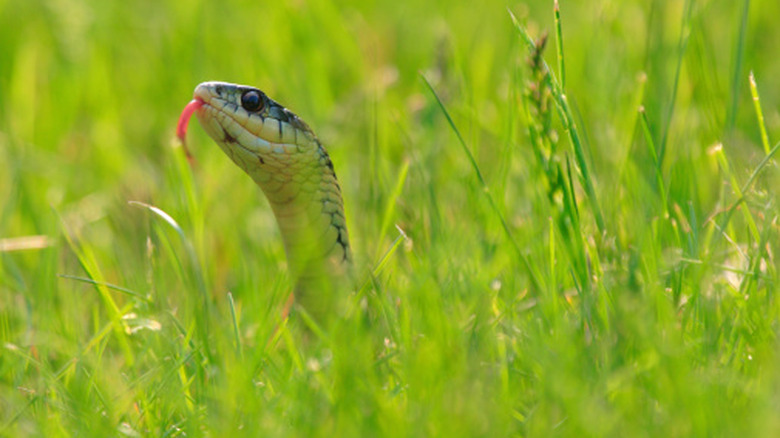 Garter snake peeking head out of tall grass