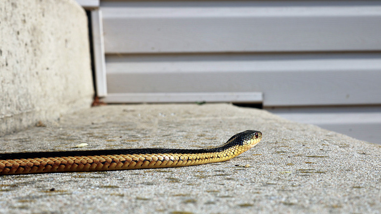 Head and body of garter snake on concrete surface