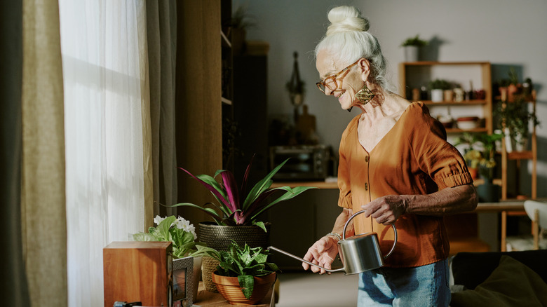 A elderly woman watering her indoor houseplants