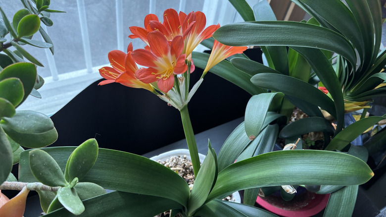 Blooming clivia plant indoors next to window