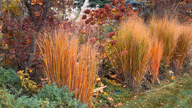 late autumn color on ornamental grasses