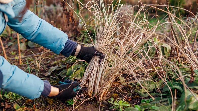 a gardener cuts back ornamental grass