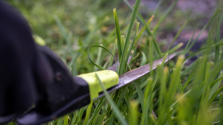 Person cutting grass with scissors or small shears