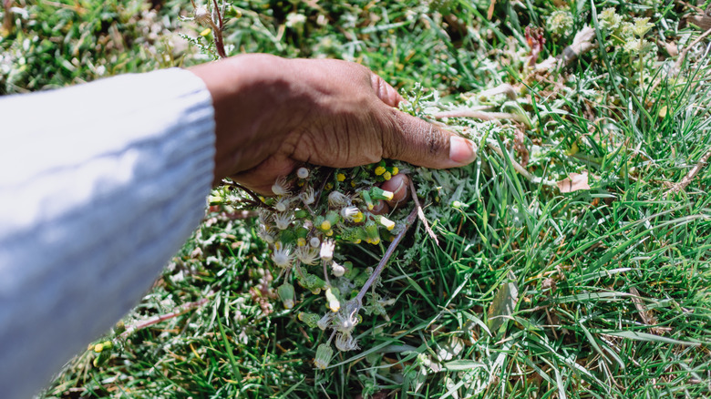 woman pulling weeds from soil