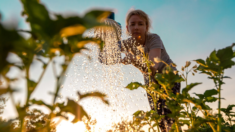 woman pouring water on plants