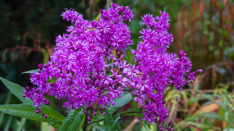 Purple Ironweed on a rainy day in the garden