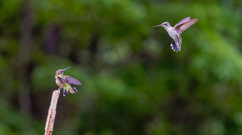 Ruby-throated Hummingbirds