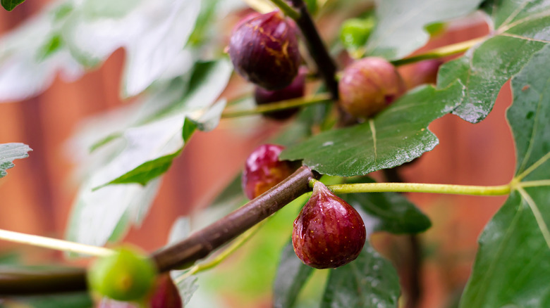 Ripening figs on a Chicago hardy fig tree