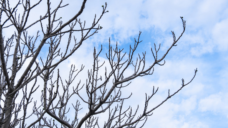 Leafless fig tree in winter against a cloudy sky