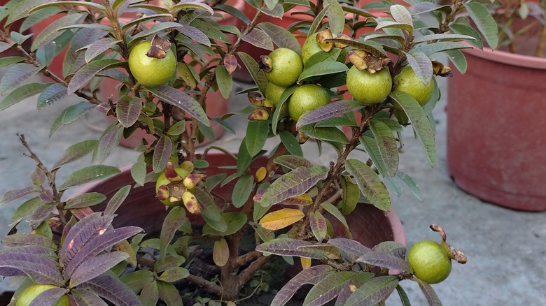 A potted guava with multiple fruits.