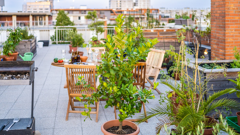 A rooftop patio full of potted trees and container garden plants