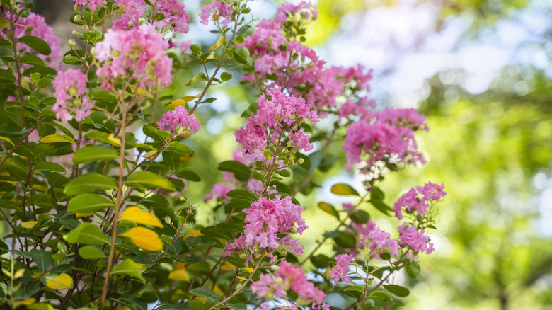 pink flowers on crape myrtle