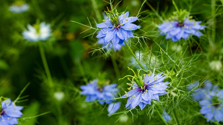 blue love-in-a-mist flowers