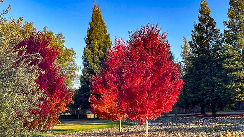 red maple trees with autumnal foliage
