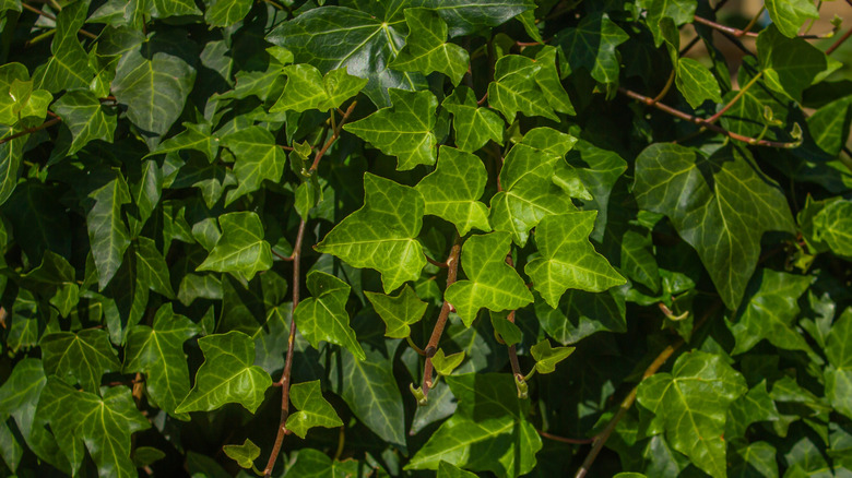 algerian ivy growing thickly