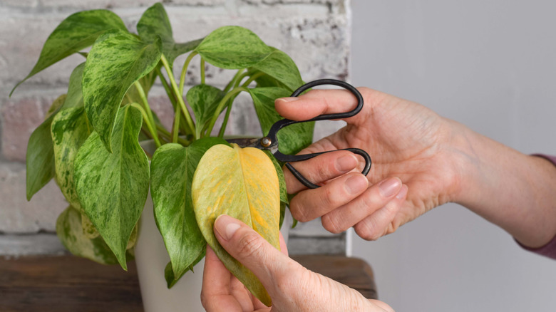 A person uses scissors to cut a yellowed pothos leaf