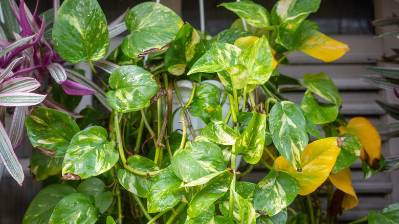 A hanging pothos plant shows yellowing leaves and brown spots