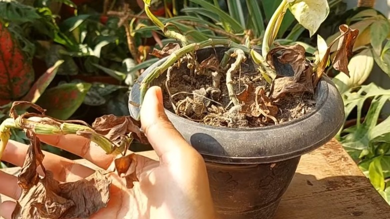 A womans hand holds a pothos vine full of brown, dead leaves.