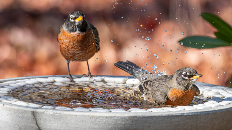 A closeup of two robins in a birdbath