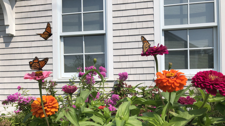 Butterflies enjoy bright flowers in front of a beige house