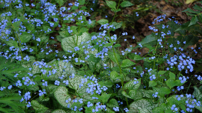 Close up of the blue flowers of heartleaf brunnera.