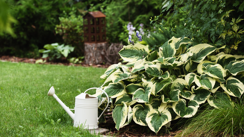 A watering can in front of hostas in a garden.