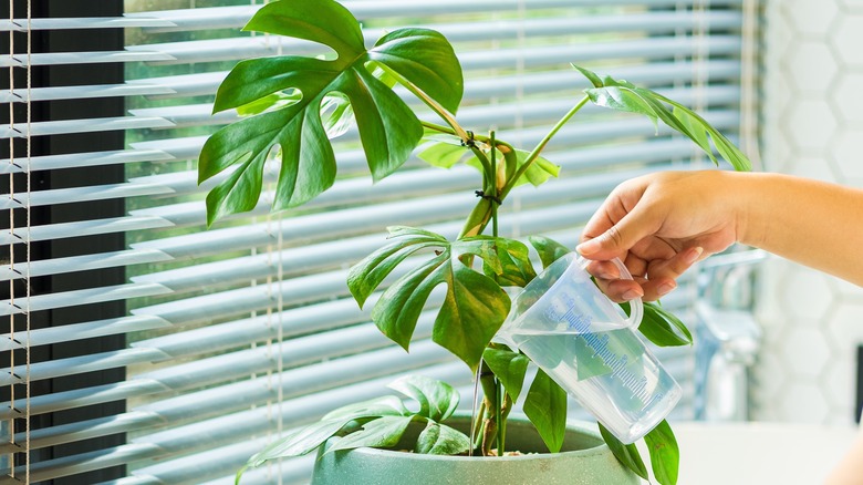 Hand watering monstera plant