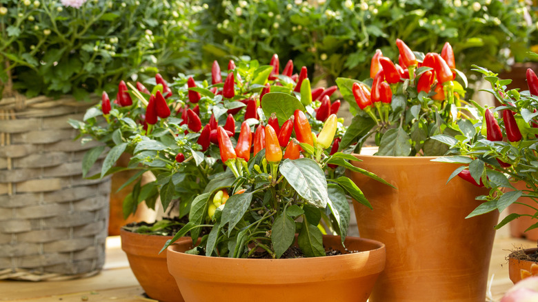 Three containers of hot pepper plants on a patio.