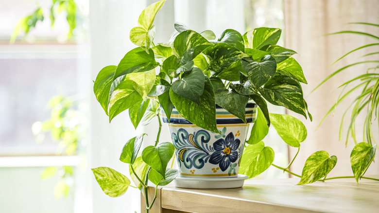 A healthy golden pothos plant in a painted pot, sitting on a bookshelf in a bright indoor space.