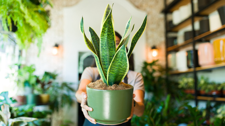 Closeup of gardener holding snake plant