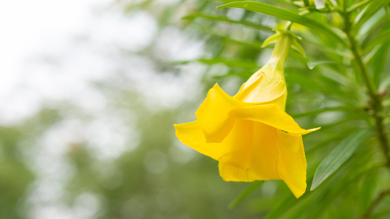 blooming flower of a yellow oleander