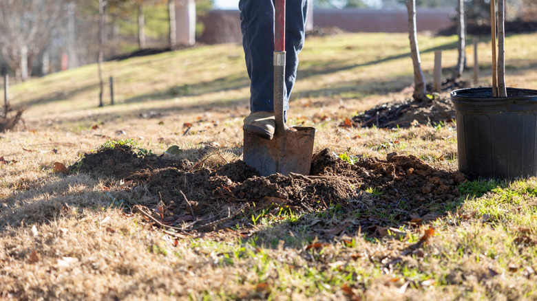 a gardener digs a hole with a shovel to plant trees