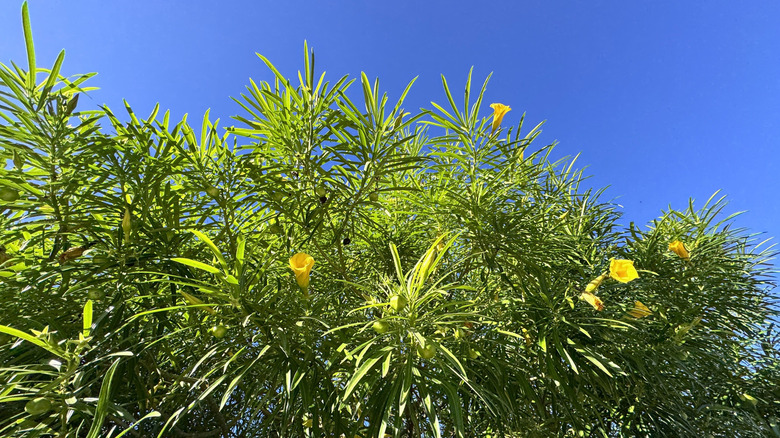 flowers growing on a large yellow oleander tree