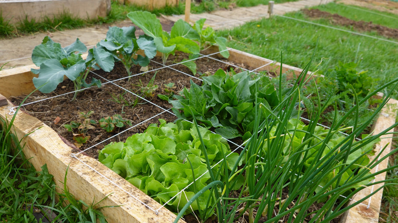 A raised bed garden using the French-intensive method