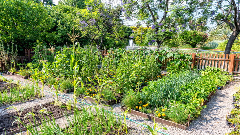 A group of several raised bed gardens.