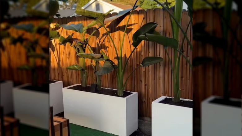Filing cabinets converted to planters